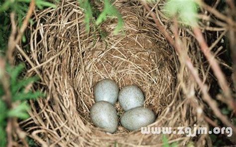 夢到鳥蛋|夢見鳥蛋是什麽意思